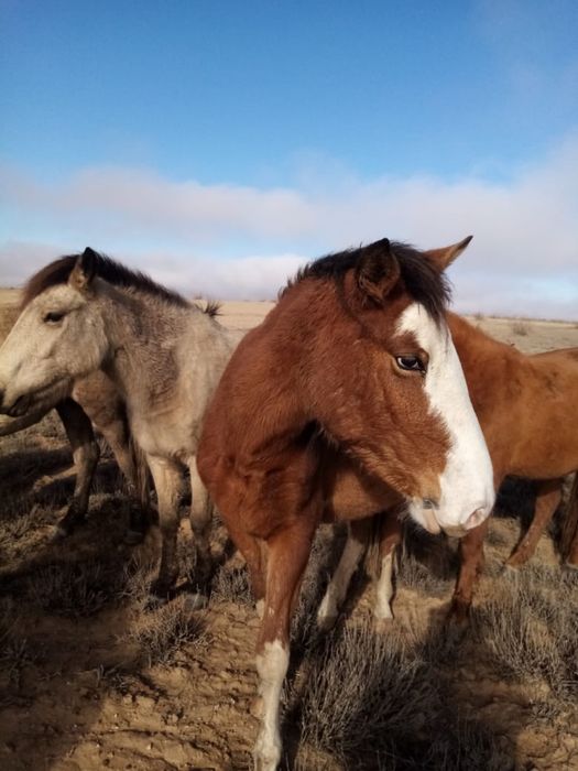 Жылқы малдары сатылады соғымға т/б