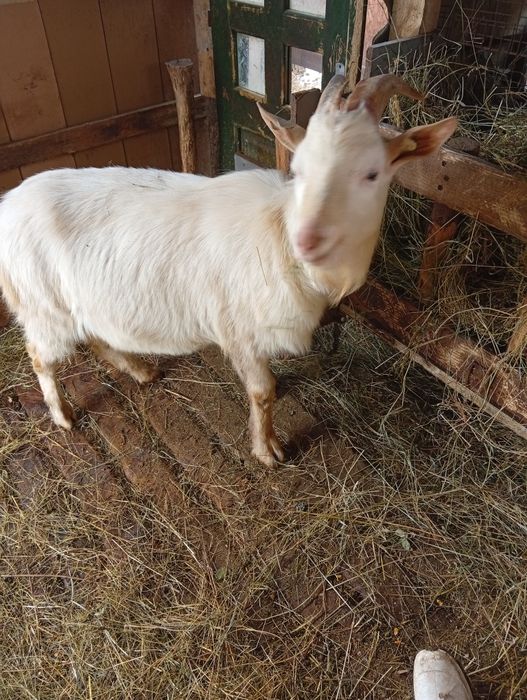Vând țap sannen în vârstă de 1 an