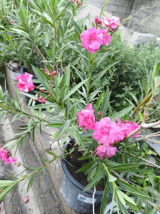 Продается Алеандра цветы