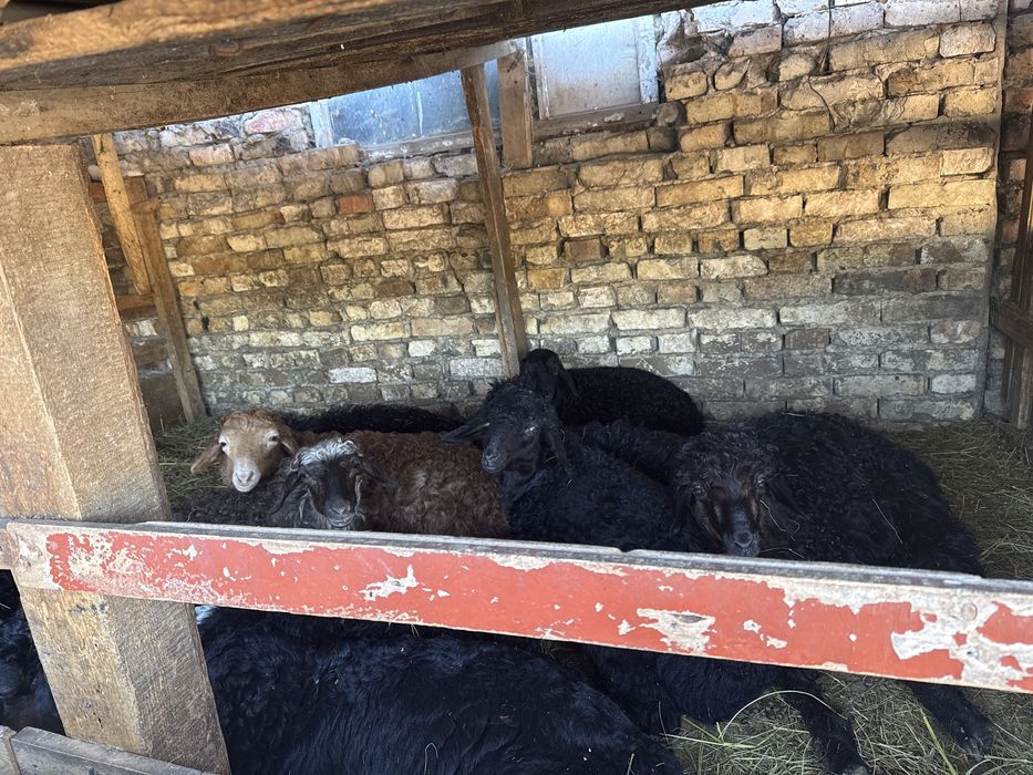 Продам баран откормленных