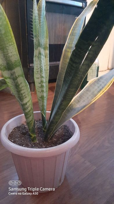 комнотные  цветы