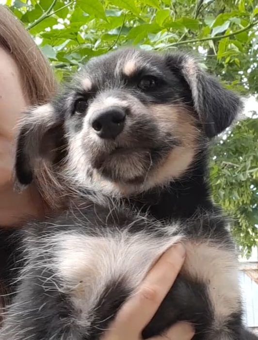 Отдам щенка в хорошие руки