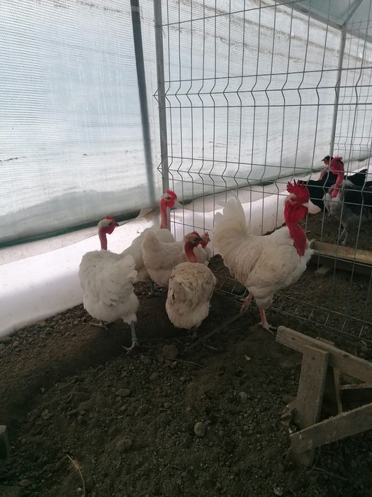 Oua de încubat din rasa sussex și gât golaș de Transilvania