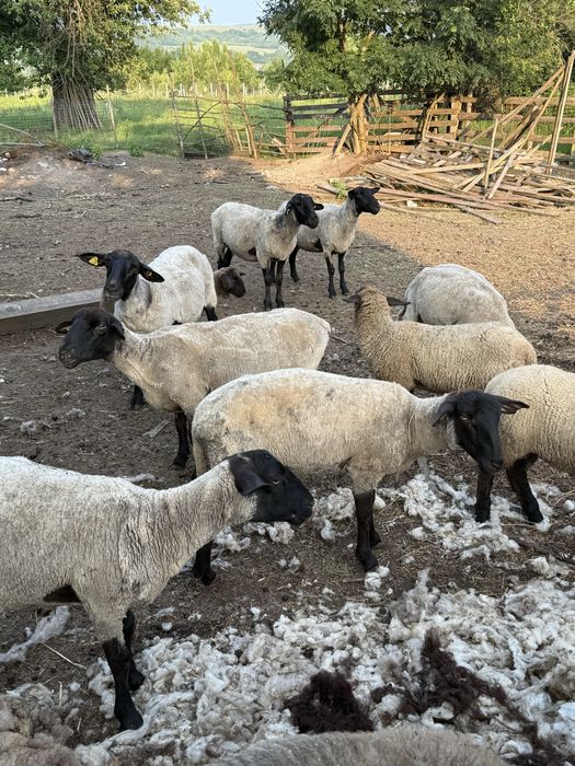 Vand oii suffolk cu mieluti!