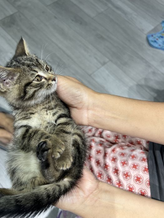 Котёнок в самые добрые руки!