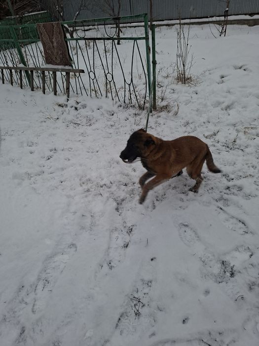 Белгийская овчарка Малинуа