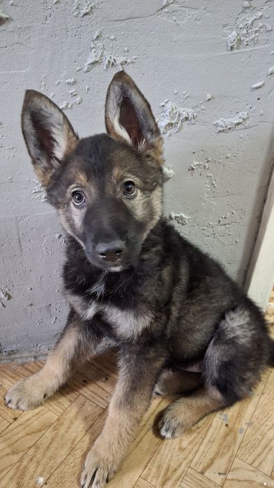 Щенок (девочка) в добрые руки!

"Отдаём щенка (девочка) в д