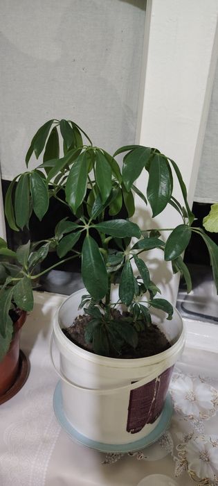 Gullar sotiladi xonaki gullar