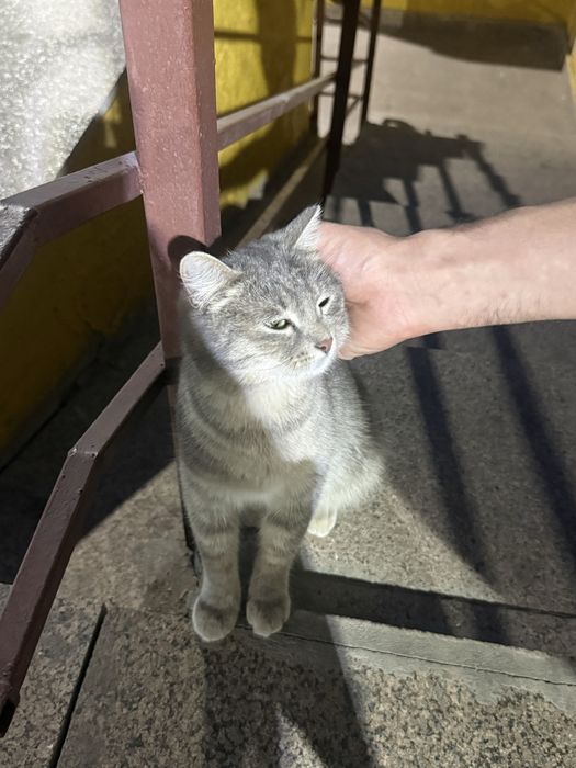 Кот шотландский
