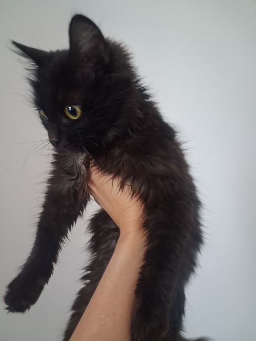 Отдам котенка, срочно!