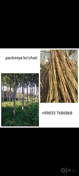 Pavloniya koʻchati