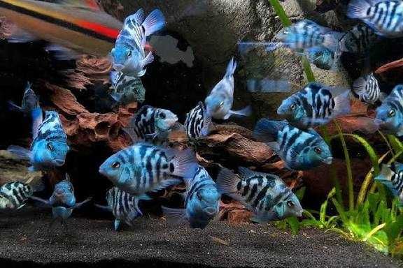 Сапфировый  попугай