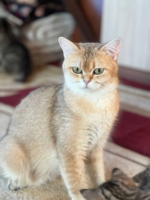 Продаётся кошечка породы британская золотая шиншилла