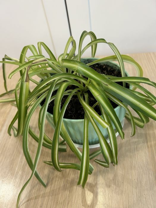 Хлорофитум кудрявый комнатные цветы