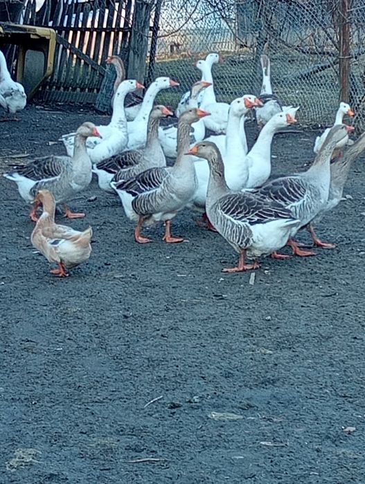 Vând gâște și rațe