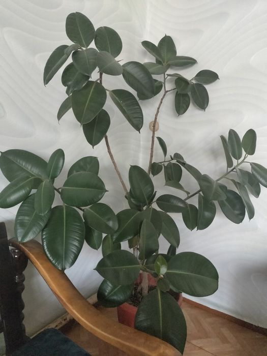 Фикус. Высота горшка 30 см. Высота цветка  1,80 см