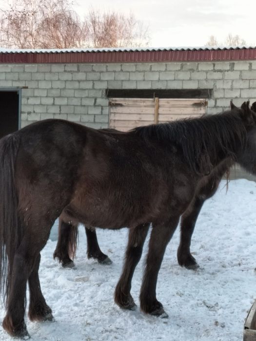 Бие 4.5.6 жасар Кобылы