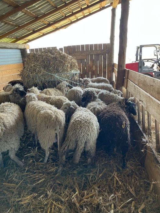 Vând oi sau schimb cu vitei