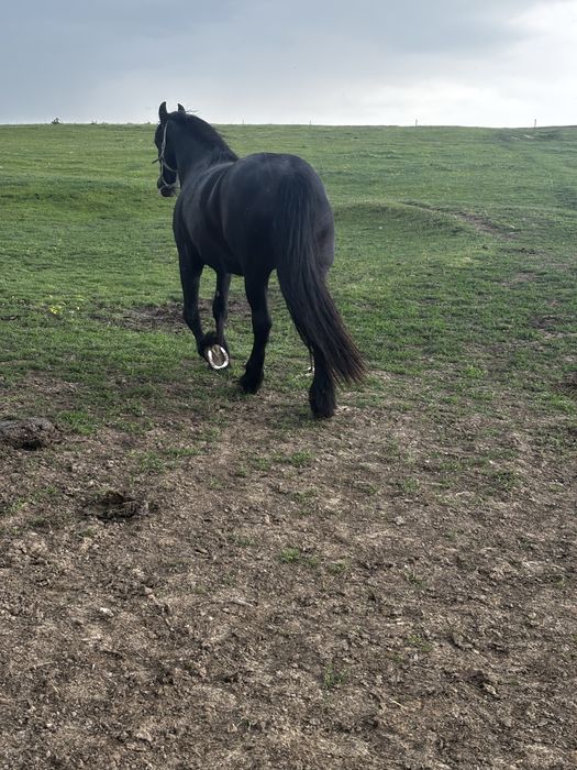Mânza friesian gestanta