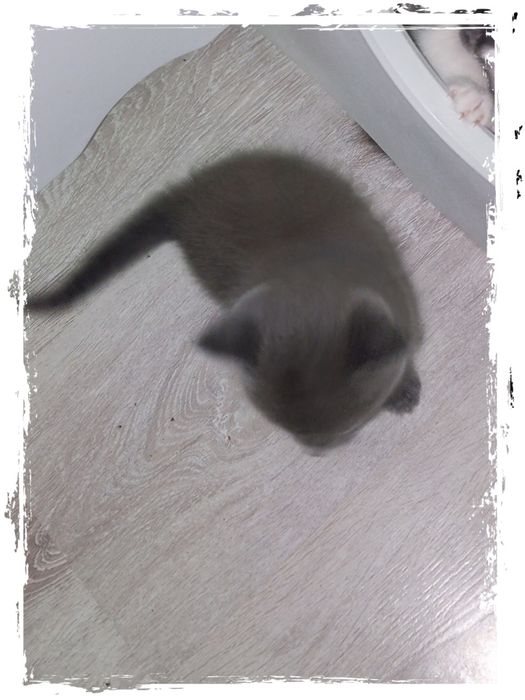 Продаються котята! Симпотяшки! Очень игривые! Есть доставка платная.