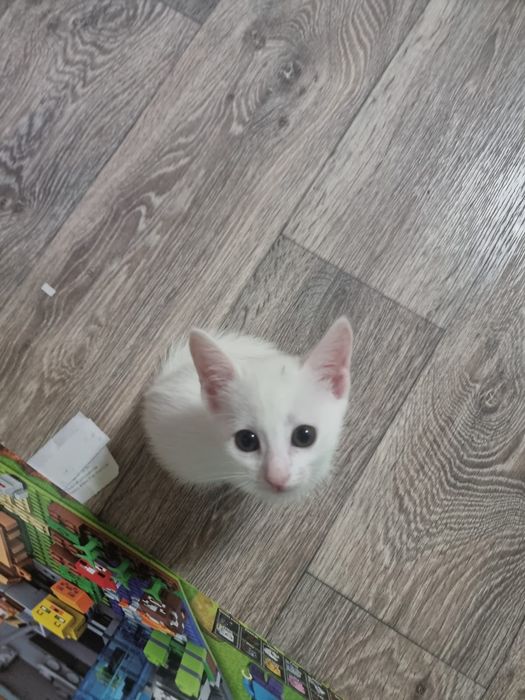 Котёнки в добрые руки