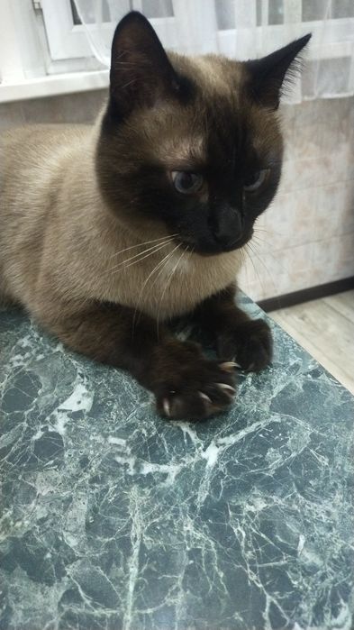 Передержка кошек