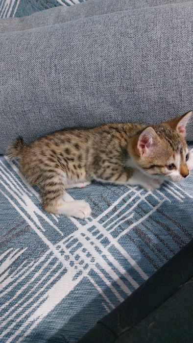 Отдам в добрые руки двух котят.