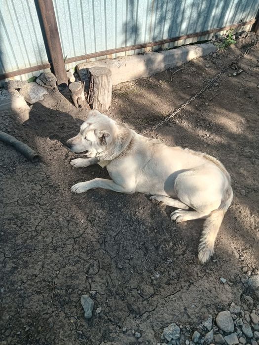 Отдам даром Алабай