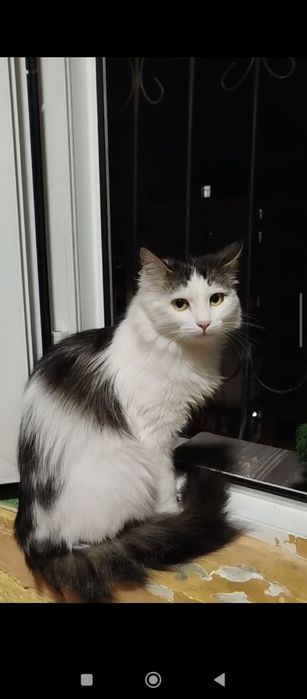 Mimi, taxminan bir yoshda, sterilizatsiya qilinmagan.