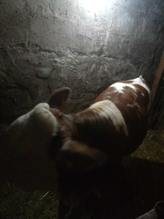 Vând vițea Bălțată românească