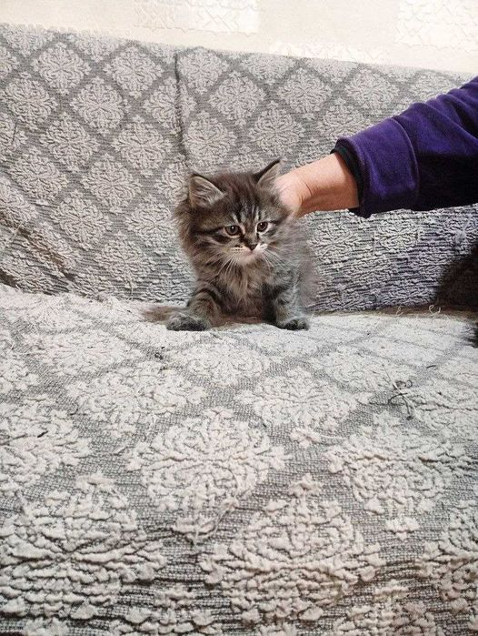 Скоттиш фолд вислоухий котята 2 месяца