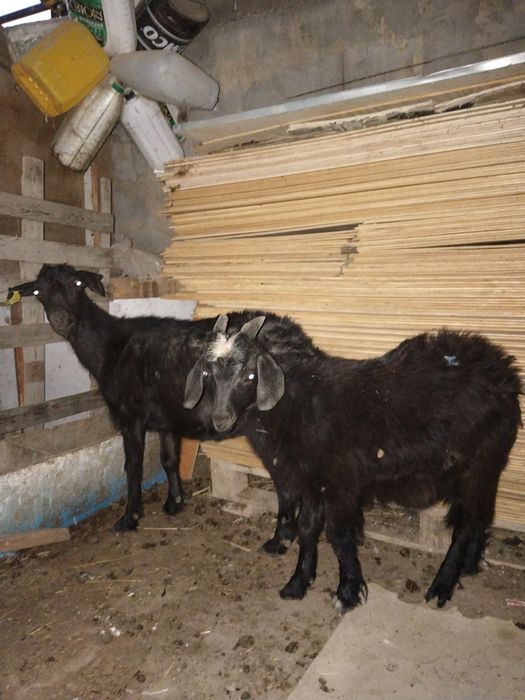 Ешкі лағымен бірге