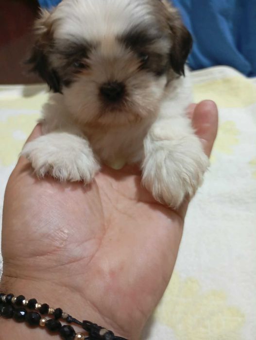 Catelus rasa shih tzu