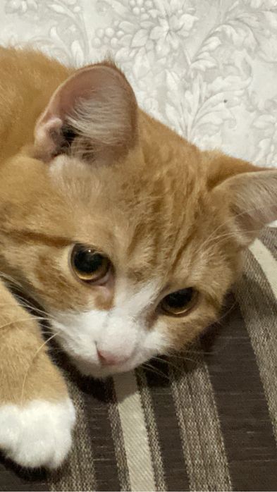 отдам кота в добрые руки