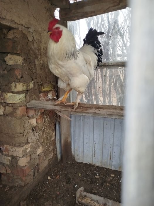 Қораз сатылады жас 1жылдык