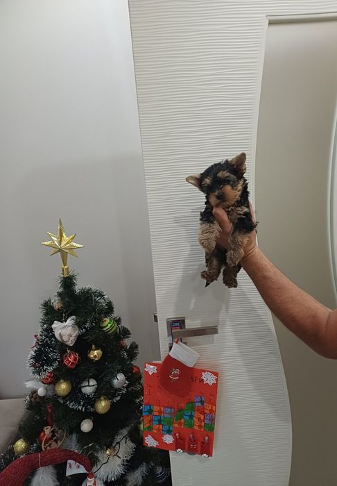 Йоркширски териер