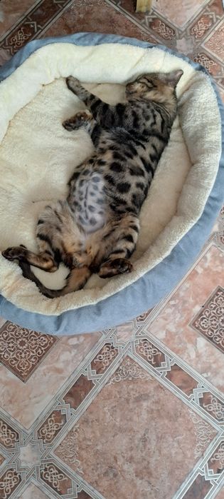 Отдам в добрые руки