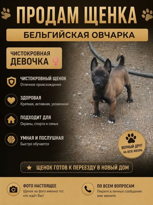 Продам шенка, бельгийский овчарка