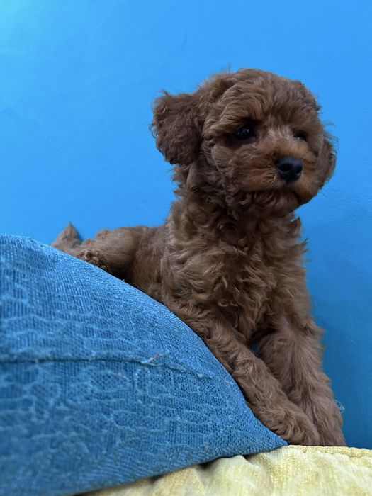 Той и мини пудел