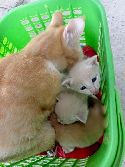 Qisqa, semiz ayol bilan jinsiy aloqa