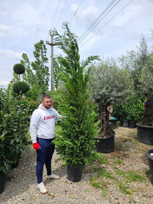 Leylandy toate dimensiunile ideal pentru împrejmuire (gardul minune)