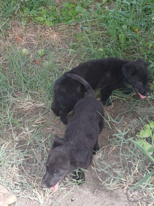 Labrador bolalari