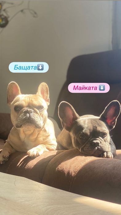 Френски булдог Lilac fawn