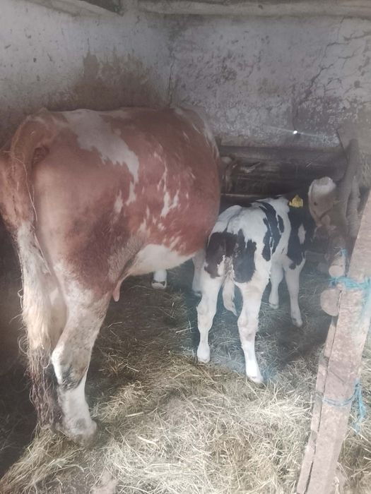 De vânzare vaca cu vitea belgiana