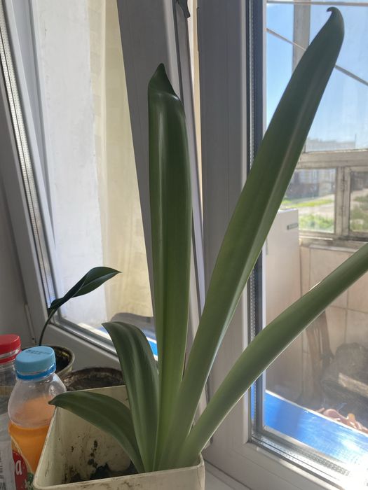 Продам цветочки