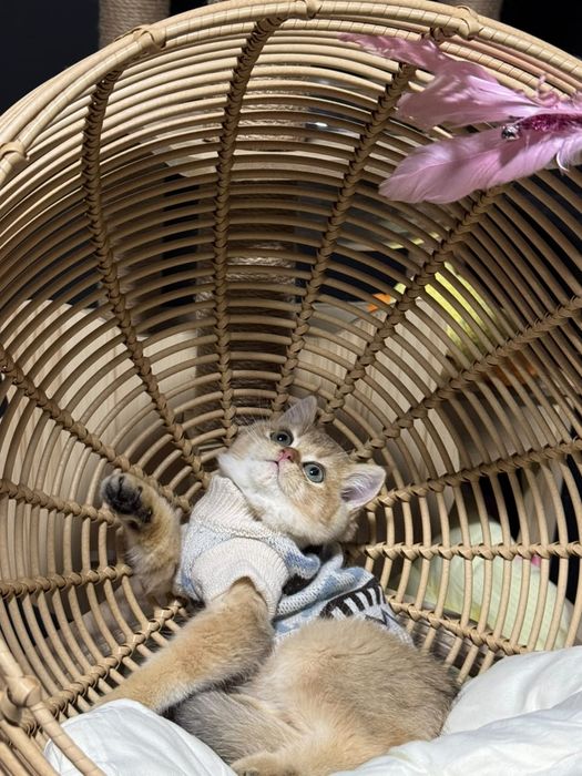 Золотая шиншилла шоу класса