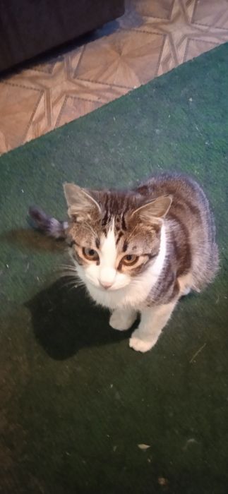 Кот и кошечка в добрые руки