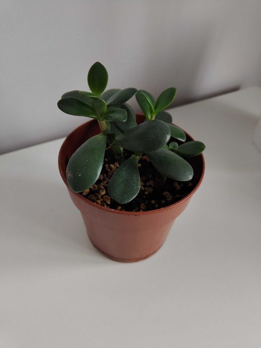 Крассула в горшке (с поддоном)