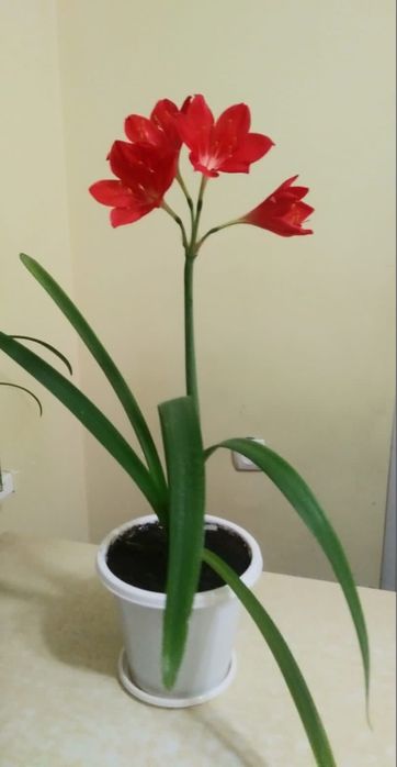 Продам цветок калла