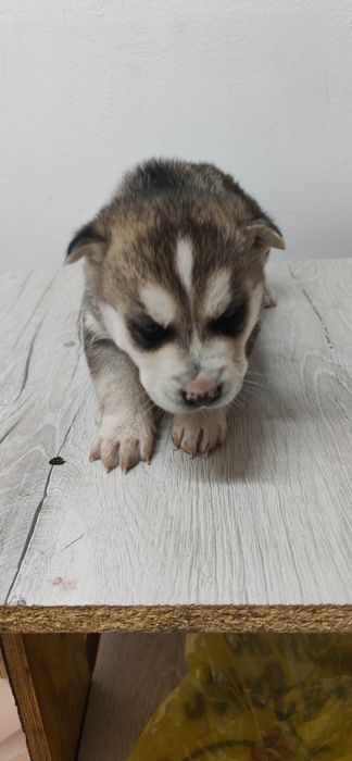 Продам щенков хаски.